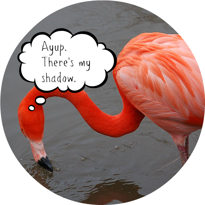 Six More Weeks Of Summer - Flamingo Meaning In Hindi (685x687), Png Download
