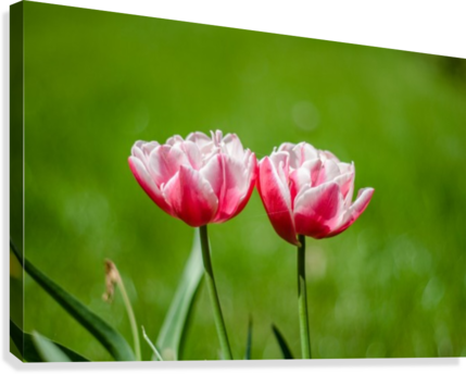 Beautiful Tulip Flowers Levente Bodo Canvas - Flower (429x344), Png Download