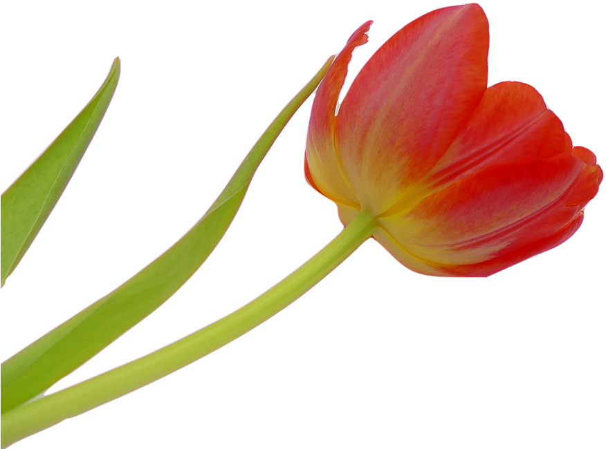 Tulip, Blossom, Bloom, Flower, Spring, Plant, Nature - Tulipa Flor Png (960x678), Png Download