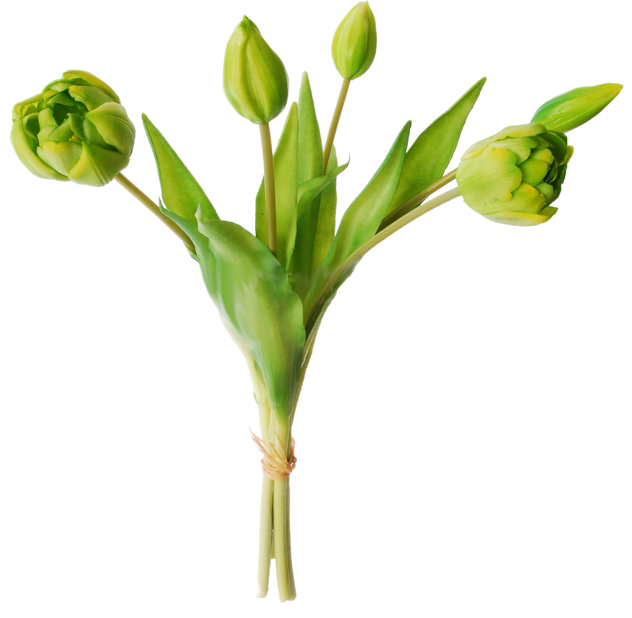 Tulips In A Bundle Of 5 - Tulip (2318x2318), Png Download