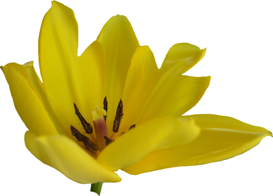 Tulip Flower Free Png Transparent Images Free Download - Portable Network Graphics (900x645), Png Download