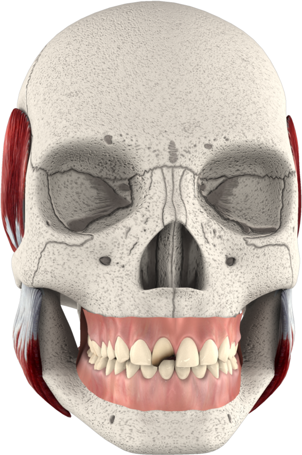 Skull (1400x933), Png Download