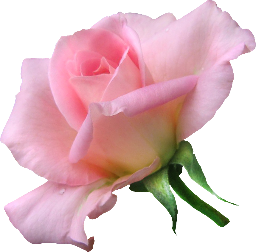 21306696 - Soft (859x845), Png Download