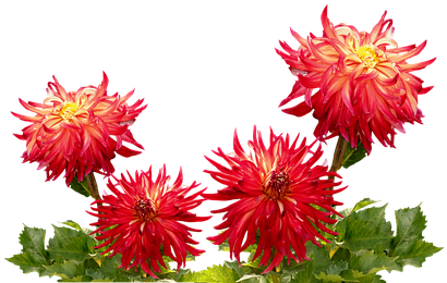 China Flowers Png (453x340), Png Download