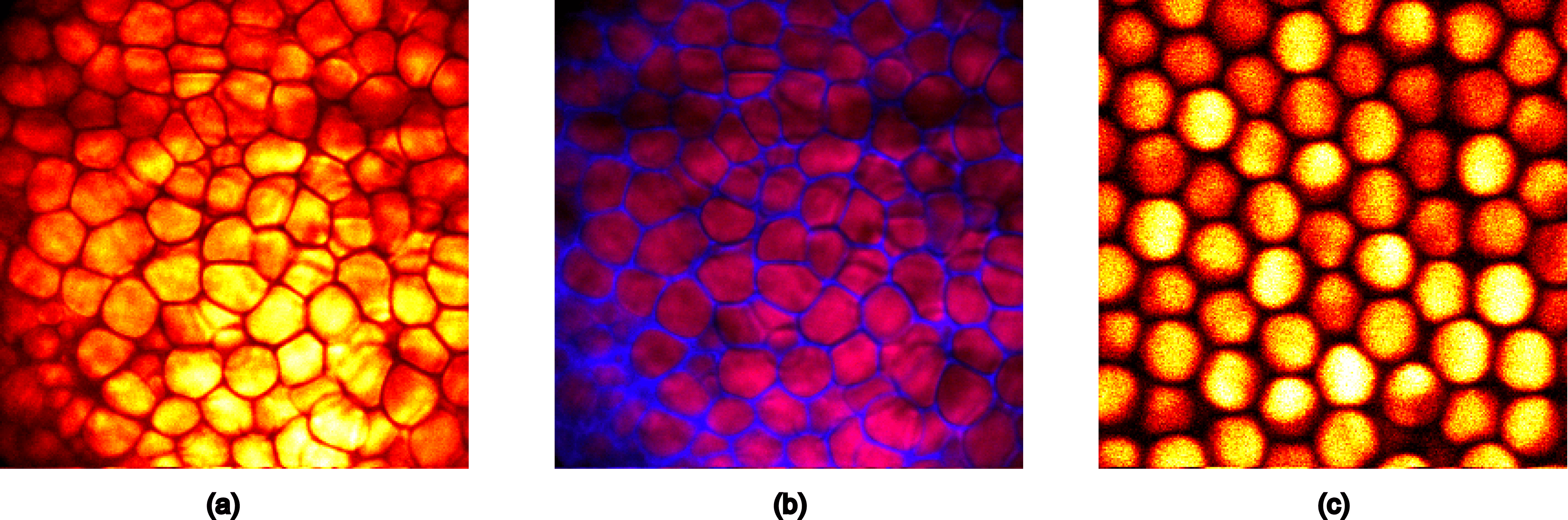 Hyperspectral-imaging - Circle (4242x1407), Png Download