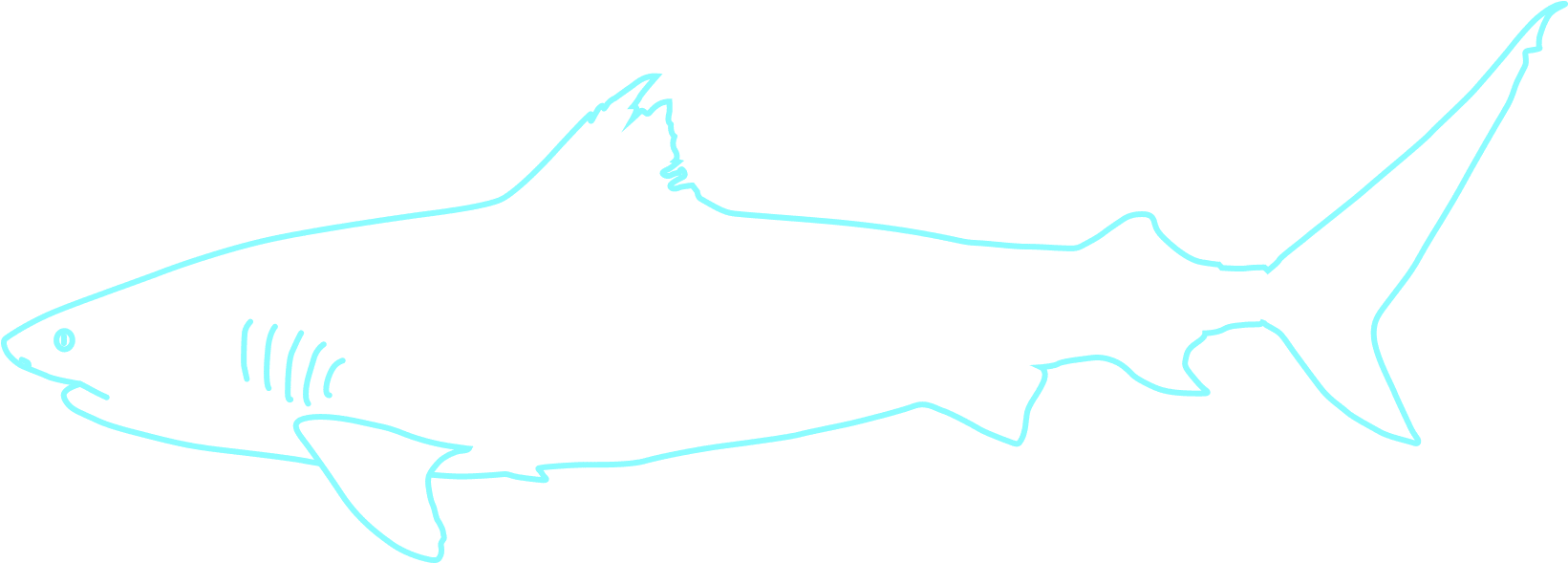 ＋ - Tiger Shark (1849x941), Png Download