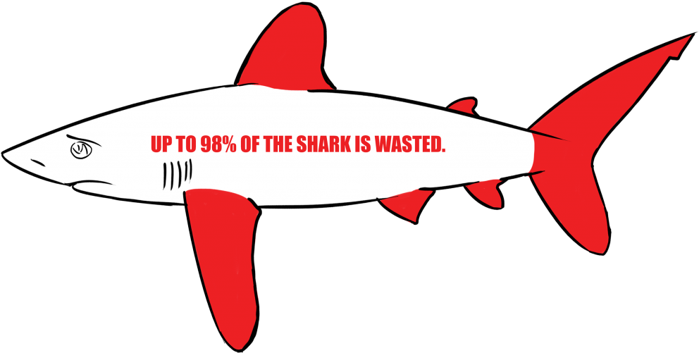 Most Of The Time, The Fins Are Cut Off And The Shark - Many Sharks Are Killed Each Minute (1024x724), Png Download