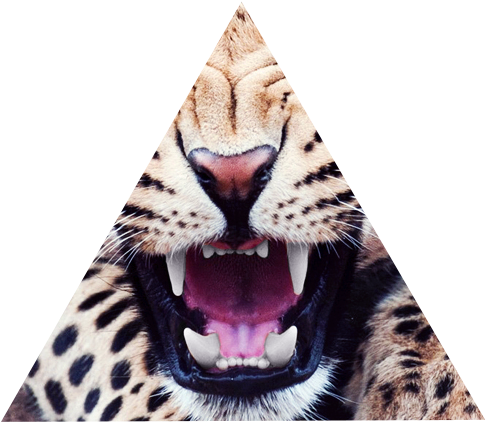 Tiger, Roar, And Teeth Image - Best Wallpapers Animal Iphone (500x750), Png Download