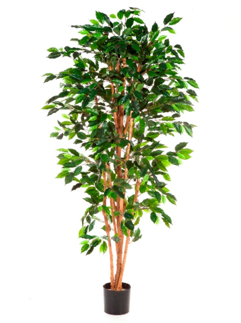 Ficus Nitida, 150cm - Bamboo Tree Cut Out (640x640), Png Download
