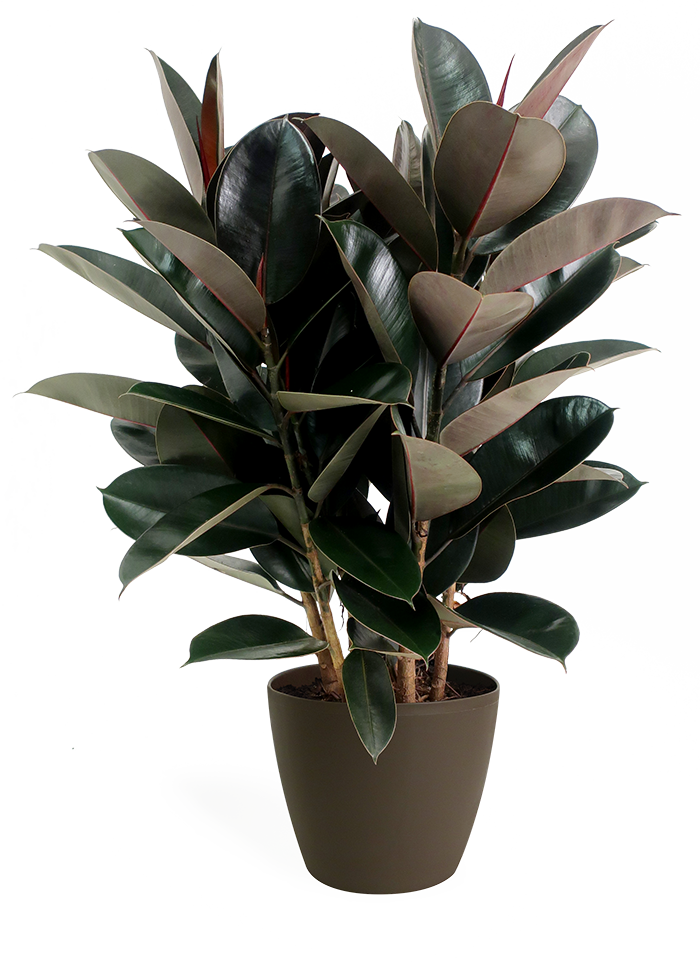 Ficus Burgundy Bush - Fig Trees (700x966), Png Download