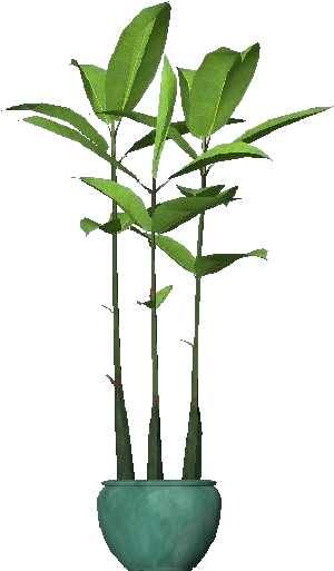 3d Flowers - Ficus Robusta - Houseplant (750x527), Png Download