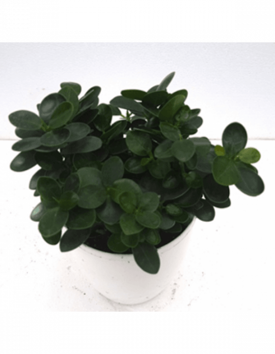Ficus Island Dwarf Green Color Plant With Fertilizer - Ficus Dwarf Plant (540x693), Png Download