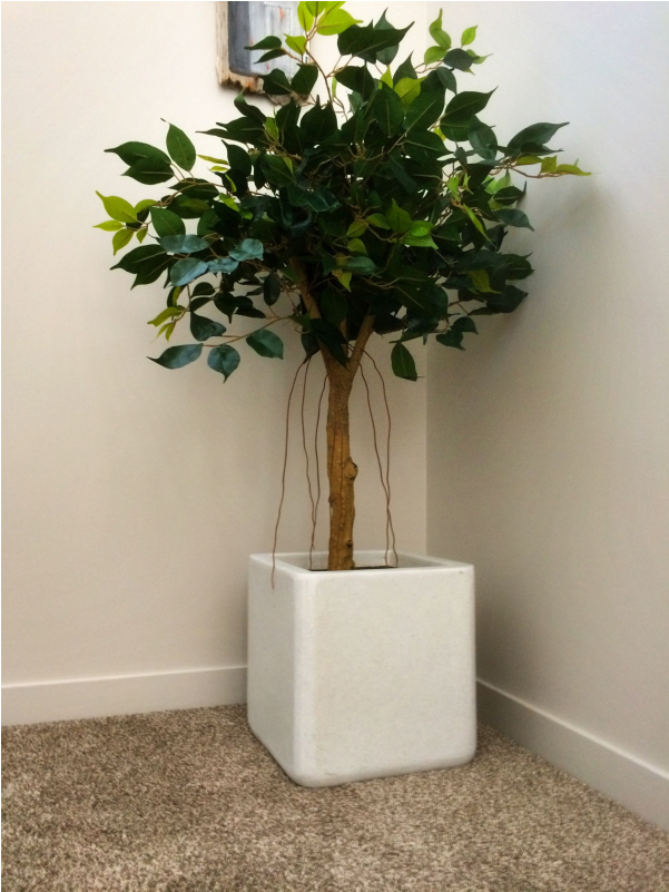 Artificial Ficus Tree Fc17683 - Weeping Fig (800x800), Png Download