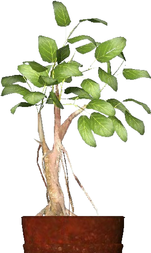 3d Flowers - Ficus Retusa - Ficus Retusa (750x527), Png Download