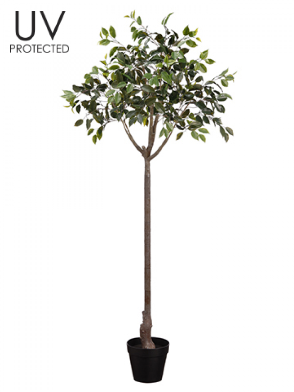 65" Uv Protected Ficus Topiary In Plastic Pot Green - Sageretia Theezans (800x800), Png Download