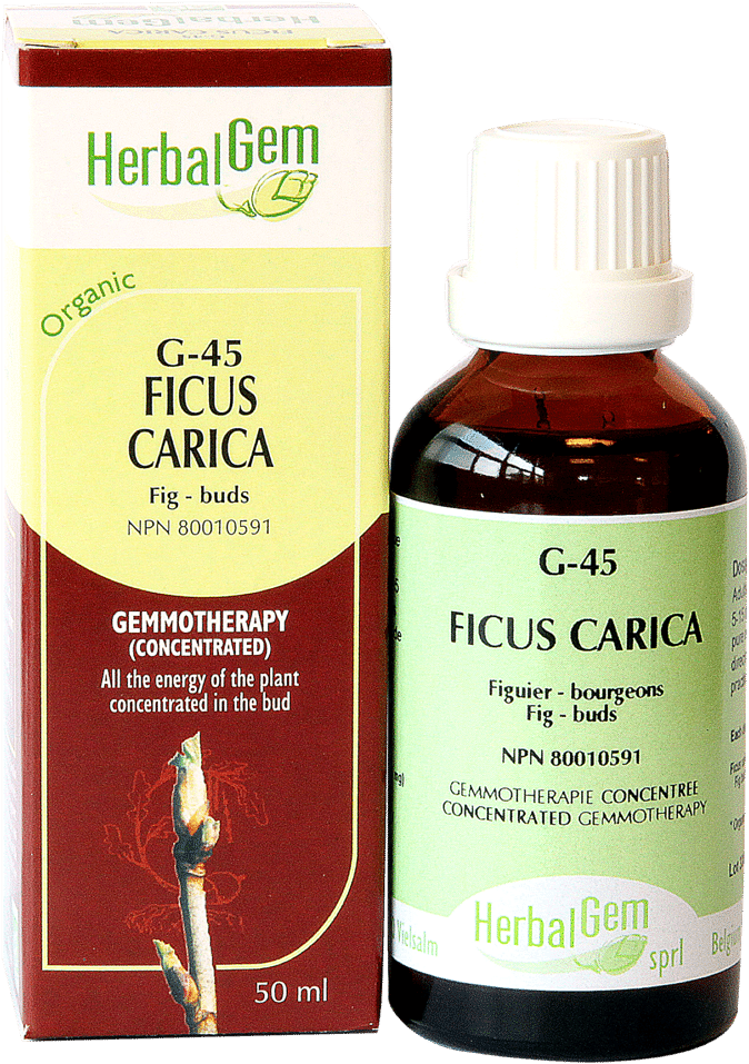 Ficus Carica - Aesculus Hippocastanum (1100x1100), Png Download