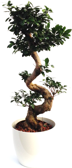 Ficus Microcarpa Compacta Branched-s 25/19 H100 - Sageretia Theezans (640x640), Png Download