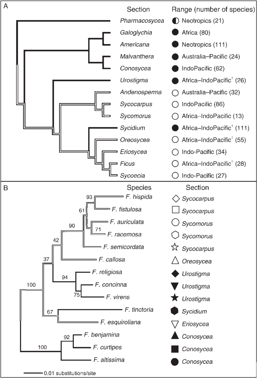 Phylogeny Of The Genus Ficus, Showing The Distribution - Fig Trees (850x1243), Png Download
