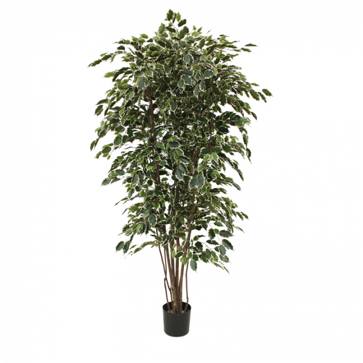 Ficus Exotica Deluxe Artificial Tree 210 Cm Variegated - Artificial Trees Online Australia (721x721), Png Download