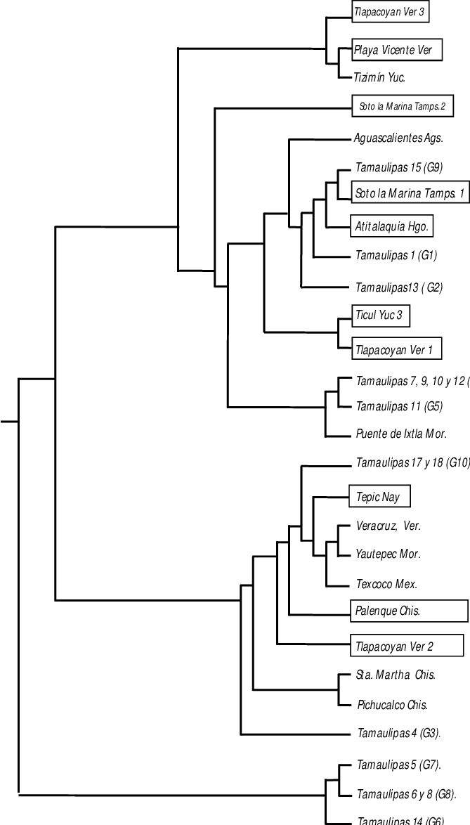 Msp1a Cepas De Estudio En Recuadro Y Cepas Mexicanas - Arbol Filogenetico De Allium Cepa (669x1174), Png Download