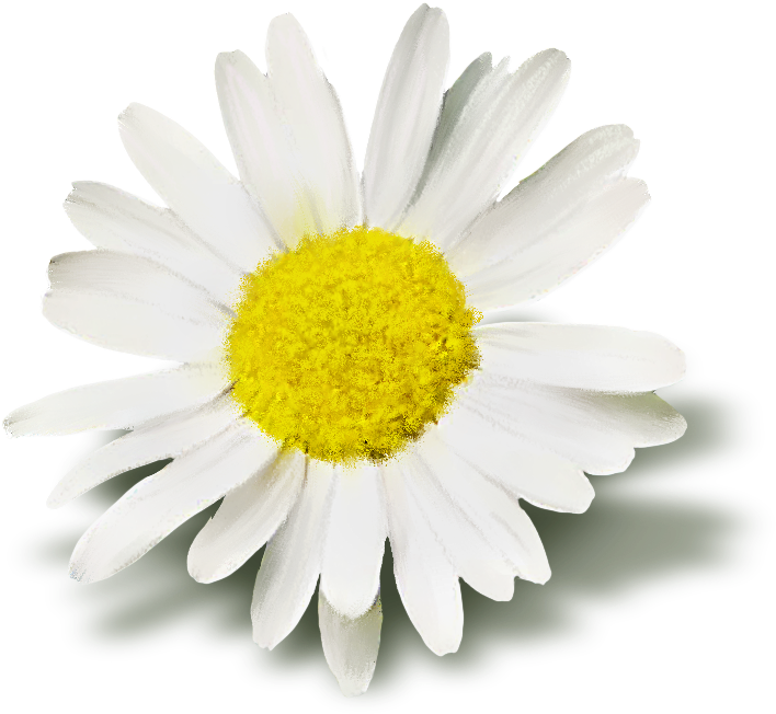 8 Kb, Rating - White Daisy Flower (783x783), Png Download