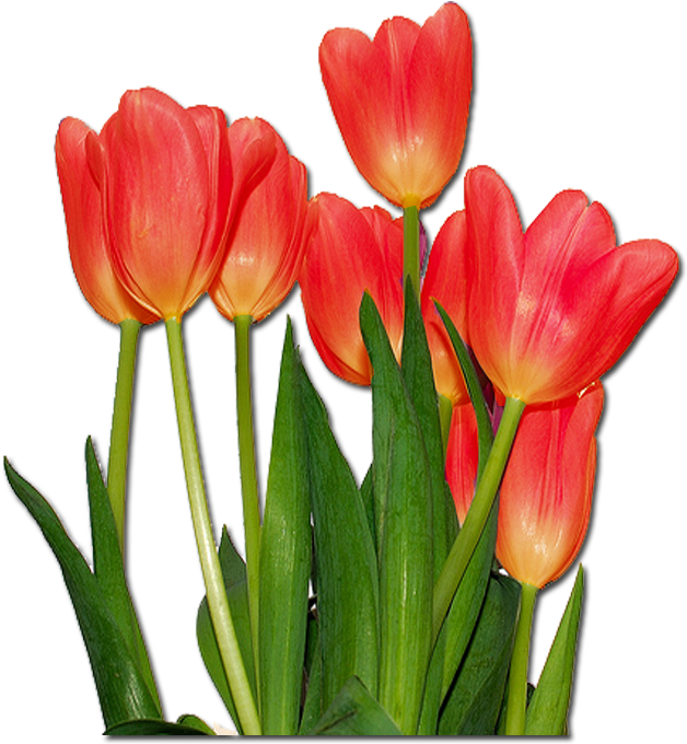 Top Images For Flores Tulipanes De Colores On Picsunday - Tulips Flowers (1000x1000), Png Download