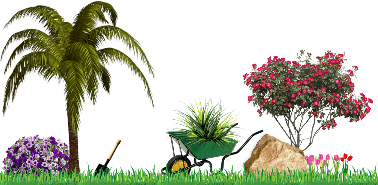 Gardening Services - Palm Trees (1262x620), Png Download