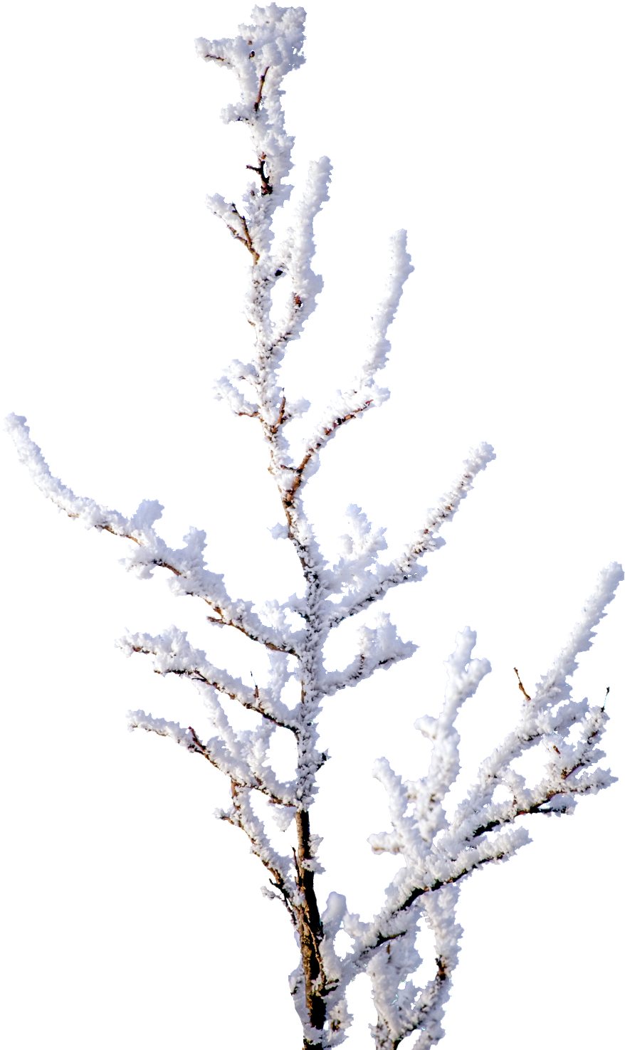 Snowy Branches Png Transparent - Portable Network Graphics (1024x1529), Png Download