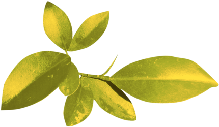 Angelsdesigns 46 - Branch (500x399), Png Download
