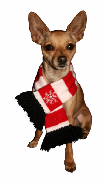 Snowflake Dog Scarf By Hip Doggie (600x600), Png Download