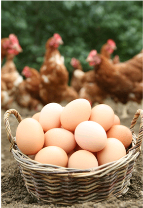 Eggs Have Been Sold Since 2004, And A 1p Donation Made - Eggs In A Basket (560x420), Png Download