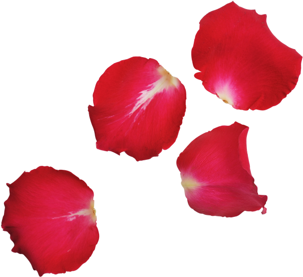 Red Rose Leaves Transparent Png Image - Portable Network Graphics (866x650), Png Download