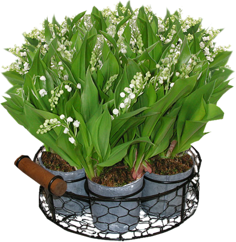 Lilyvalley - Lily Of The Valley (481x500), Png Download