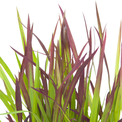 Drawn Grass Transparent - Imperata Cylindrica In Skincare (500x500), Png Download