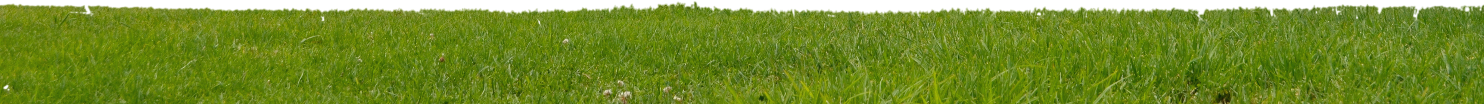 Go To Image - Grass (4928x3264), Png Download