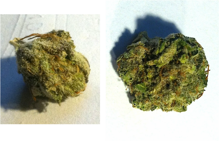 Space Dust Is A Great Hybrid Consisting Of Space Queen - Moss (746x481), Png Download