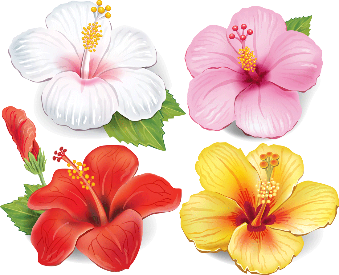 #8 Aufkleber 12er Setautotattoohibiskus Farbigblumen - Hibiscus Vector Free (1100x894), Png Download