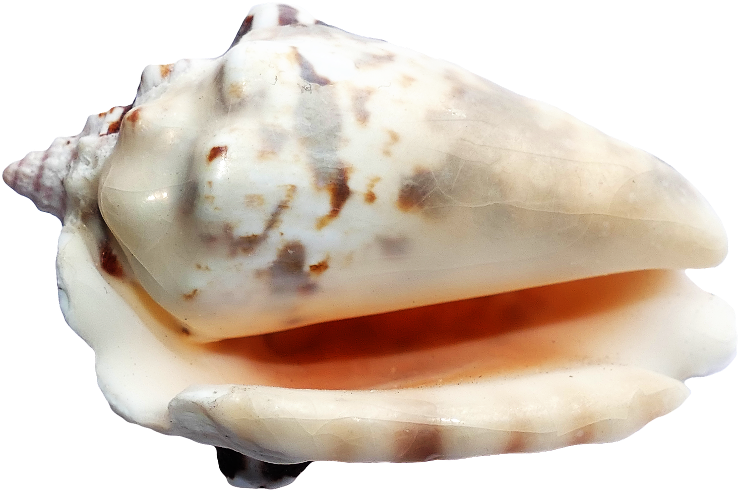 Seashell Png - Sea Shells Transparent Back Ground (1620x1122), Png Download