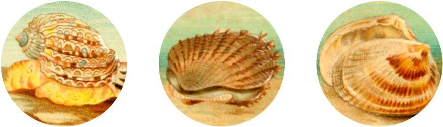 Seashells Digital Collage Sheet - Witchcraft (1000x288), Png Download