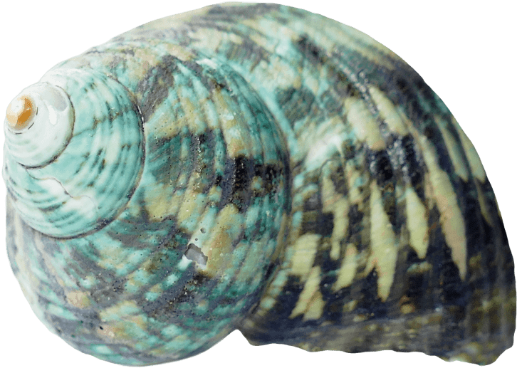 Banner Free Download Seashell Png Free Images Toppng - Seashell Png (850x582), Png Download