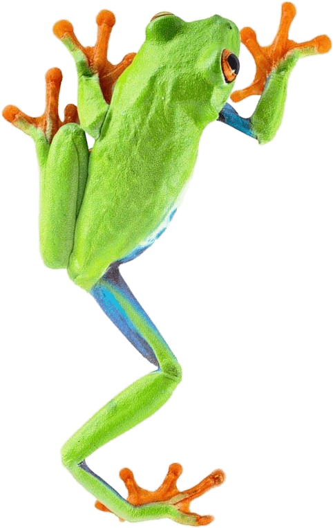 Frog Climbing - Red Eyed Tree Frog Png (579x791), Png Download