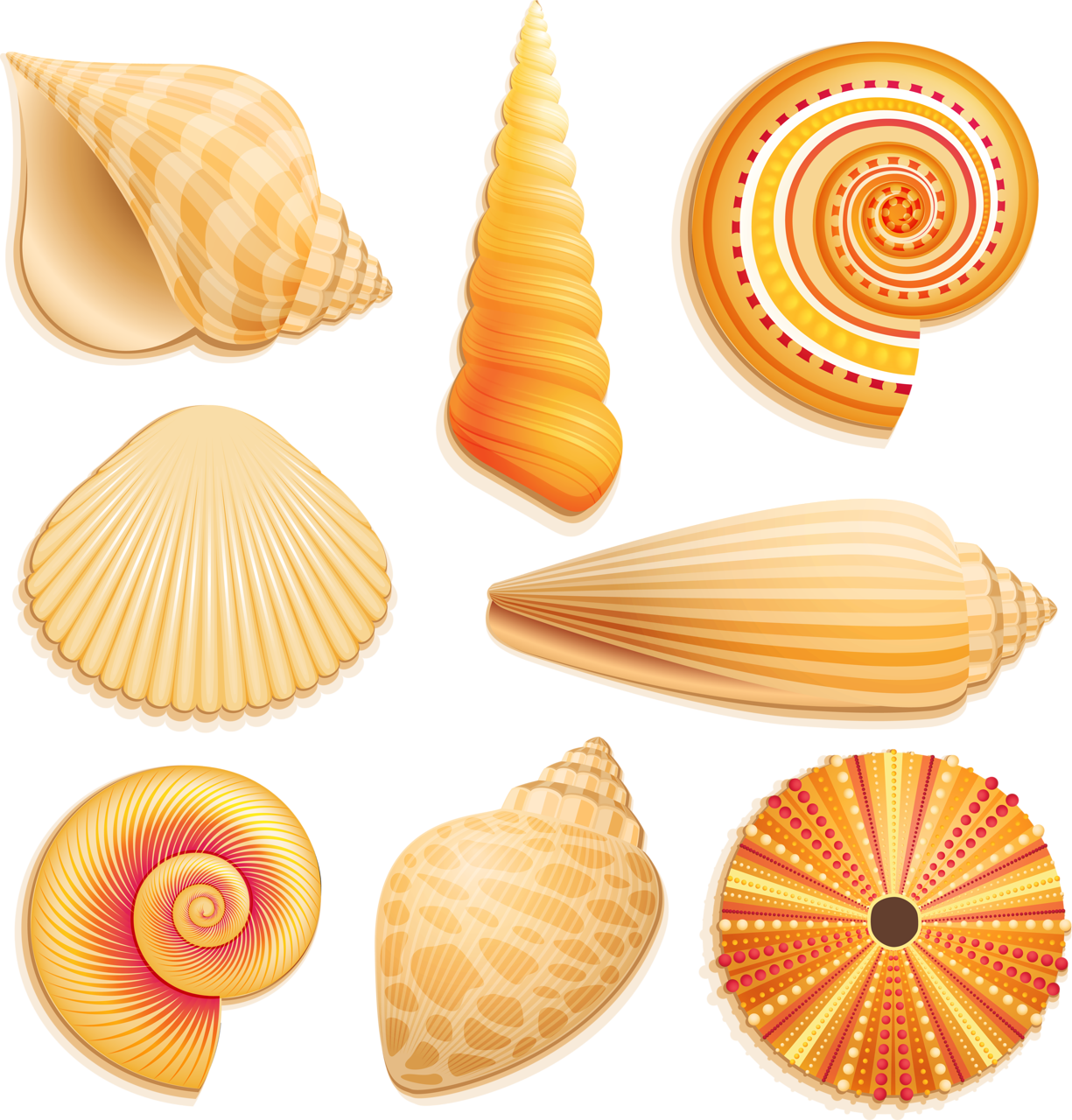 E Ba Orig Png Pinterest And - Coquillage Plage Png (1225x1280), Png Download