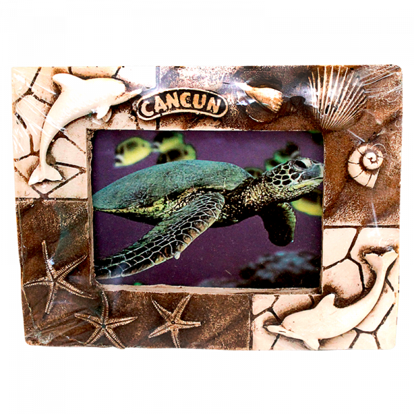 Green Sea Turtle (600x600), Png Download