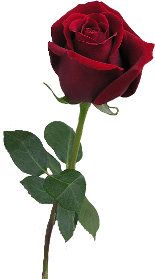 Red Rose Bud Png Clipart - Rose Realistic Png (330x567), Png Download