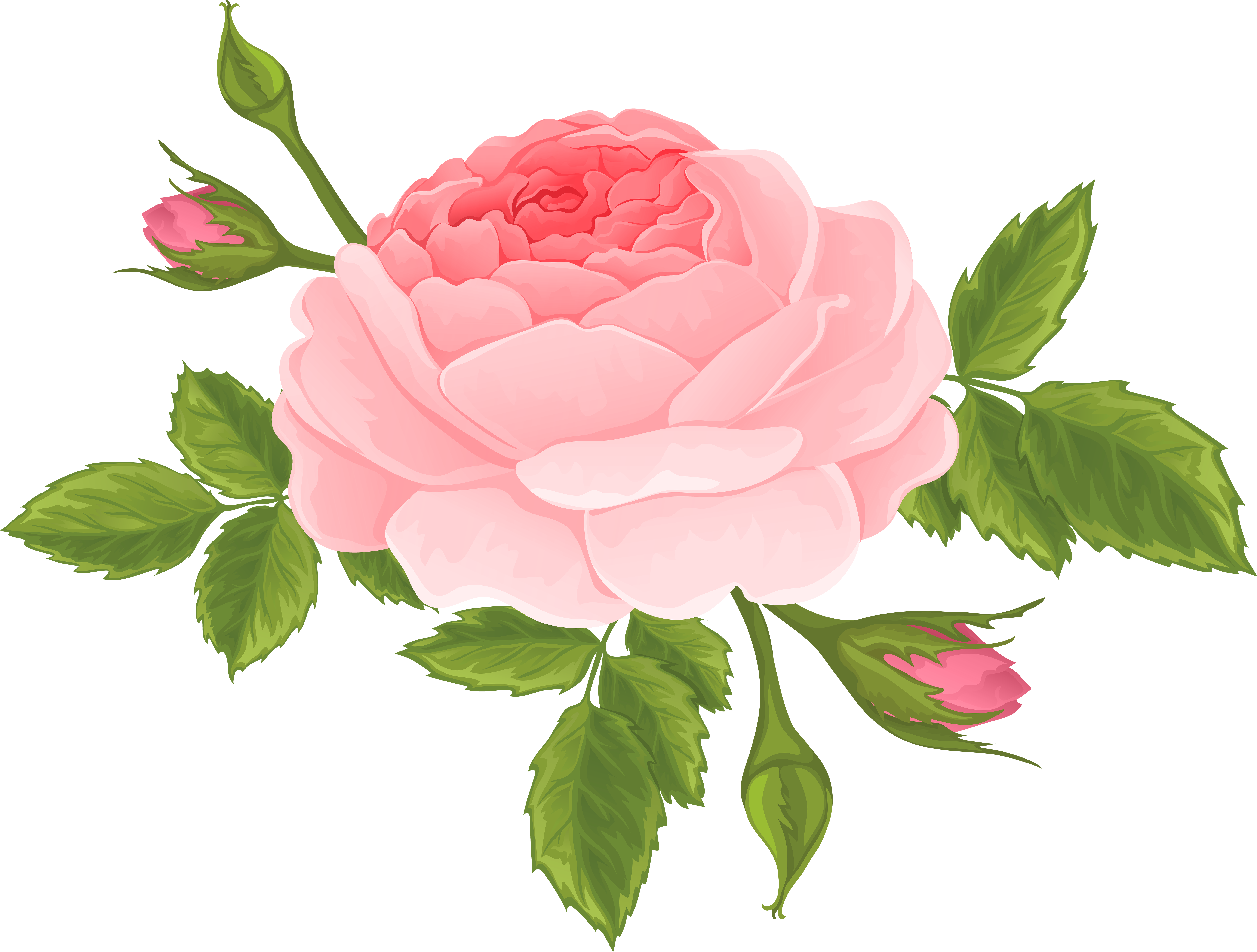 Pink Rose With Buds Png Clip Art Image (8000x6060), Png Download