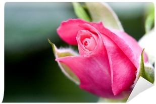 Photography (400x400), Png Download
