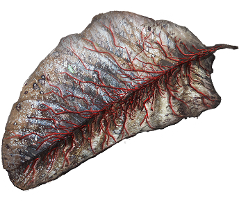 Leaf Of The Bleeding Tree Icon - Flat Iron Steak (401x401), Png Download