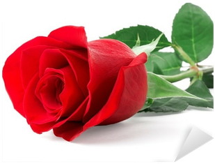 Single Red Rose Flowers (400x400), Png Download
