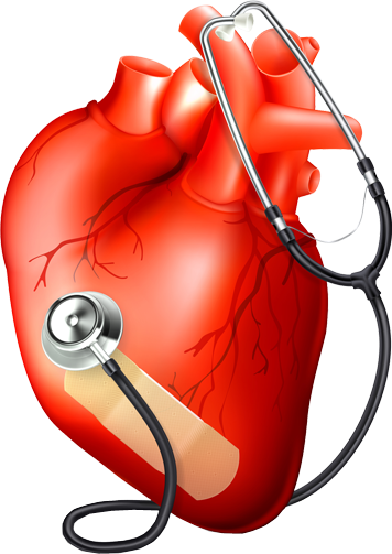 Medical Heart Logo Png - Heart Png For Medical (356x503), Png Download