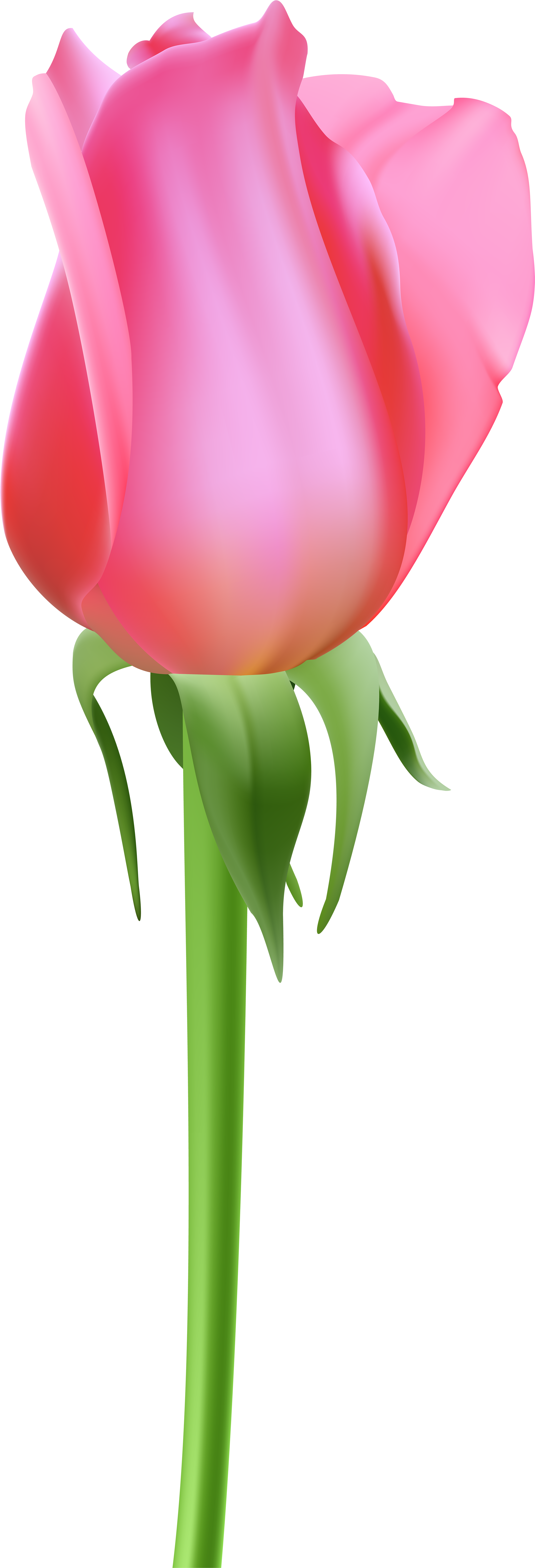 Rose Bud Pink Transparent Clip Art - Pink Bud Clipart (2785x8000), Png Download